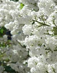 Lilacs Of Any Color A Beautiful Fragrant Shrub If You Could Grow Lilacs And Daffodils In Florida Florida Would Lilac Tree Lilac Pruning White Gardens