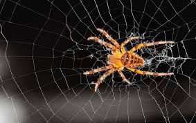 Image result for Arachniodes webbiana