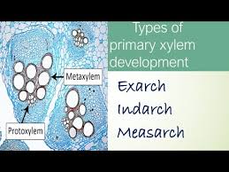 Exarch Indarch And Mesarch Plant Anatomy Part In Hindi Centripetal Centrifugal Or Mixed In Hindi Youtube