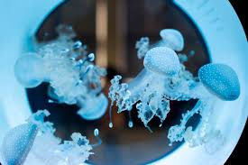 Homepage chi siamo contatti allevamento springer spaniel inglese allevamento bassotto nano pelo duro standard di razza springer spaniel inglese. L Acquario Delle Meduse A Z Ecco Come Si Gestisce L Atteggiamento Quallen Welt