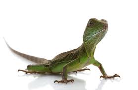 Is a water dragon a reptile? Hatchling Water Dragons For Sale Reptiles For Sale