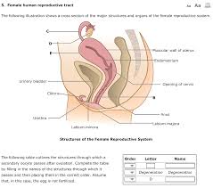 Female organs diagram organs labeled system for kids female organs diagram. Solved 5 Female Human Reproductive Tract Aa Aa The Follo Chegg Com