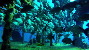 Cancún is a city in southeast mexico on the northeast coast of the yucatán peninsula in the mexican state of quintana roo. Best Scuba Diving Cancun Mexico Joe S Scuba Shack