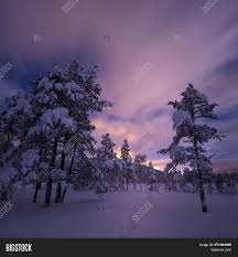 We did not find results for: Night Snowy Forest Image Photo Free Trial Bigstock