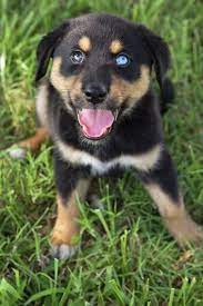 The husky rottweiler mix can be trained to a very high level, but the training process will prove to be difficult. Rottweiler Siberian Husky Mix Rottsky Rottweiler Puppies Happy Dogs Rottweiler