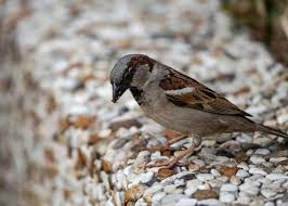 We did not find results for: Birds That Eat Pests And How To Attract Them To Your Garden