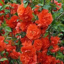 We did not find results for: Double Take Orange Storm Chaenomeles Plants For Sale Flowering Quince Free Shipping