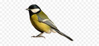 Search more hd transparent flappy bird image on kindpng. Birds Png Image Bird Transparent Background Birds Transparent Background Free Transparent Png Images Pngaaa Com