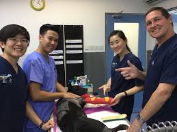Check spelling or type a new query. Top 10 Veterinary Clinics In Singapore