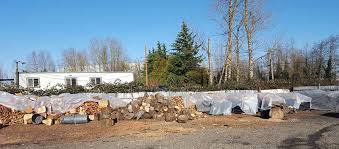 Read my story finding free firewood finding cheap firewood what to look for what to avoid transporting cutting and splitting seasoning burning. Certified Arborist And Professional Tree Care Services