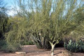 Image result for Parquetina calophylla