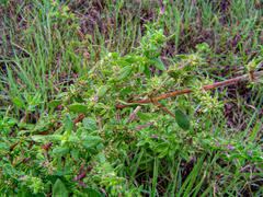 Image result for Anthospermum