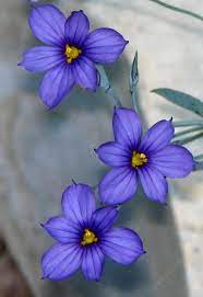We did not find results for: Pin By Luana Amaro On Flowers Plants California Flowers Plants Irish Flower
