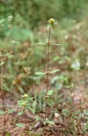 Image result for Mitracarpus