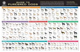Akc Dog Breeds Pictures Guide To Purebred Dogs Official