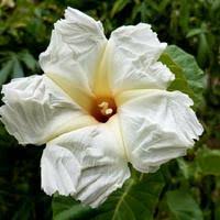 Image result for Ipomoea albivenia