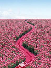 Pin By Wing Yeung On Barbie Inspired Beautiful Flowers Beautiful Gardens Beautiful Nature