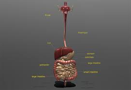 Folds of peritoneum form supporting ligaments. Artstation Digestive System 3d Model Game Assets