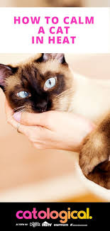 How To Calm Down Your Cat In Heat Cat In Heat Cat In Heat Remedies Cat Care