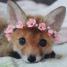 Time To Take In Your Weekly Dose Of Cute 49 Pet Fox Cute Animals Cute Baby Animals