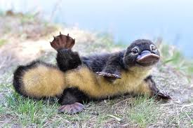 Hi from baby duckbill platypus ❤😍