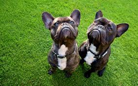 On average, the french bulldog eats according to embrace pet insurance, the most common serious issues for the french bulldog and. Why Your Pet Insurance Could Cost More Than You Expect