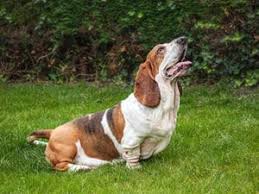 Maybe you would like to learn more about one of these? How To Get Your Dog To Listen To You Dog Won T Listen Cesar S Way