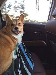 Backseat Driver 2019 Katy Silb Corgi Cute Dogs