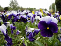 Learn all about different types of flowers, from roses and lilies to spring and wedding learn the useful list of over 30 popular wild animals with their names, and example sentences with esl printable picture. The Different Types Of Plants In The World