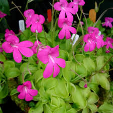 Image result for Stolzia kalkhof-roseae