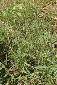 Image result for Moorochloa eruciformis