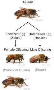 Pin By Guilherme Leite Schwarz On Yearlong In 2020 Bee Facts Honey Bee Facts Bee Hive Plans