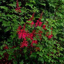 Image result for Erythrina × coddii