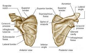 Scapula Bone Markings Anatomy Bones Scapula Bone Scapula