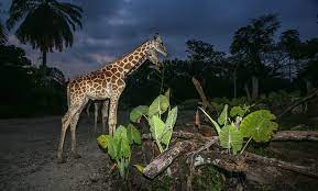 The night safari offers a chance to see nocturnal animals beginning to stir. Harga Tiket Zoo Taiping Night Safari Diskaun 20