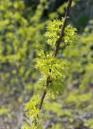 Image result for Phyllanthus pinnatus