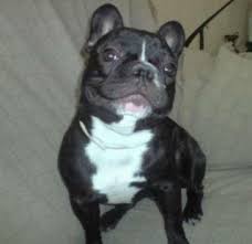 Bulldog Frances Caracter Conducta Y Comportamiento Wikipets Vet4bulldog was founded by dr. bulldog frances caracter conducta y