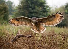 People have two, which limits our ability to twist, forsman added. Owl Facts And Photos Nature And Wildlife Discovery