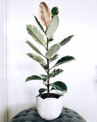 We did not find results for: Ficus Elastica Variegata Variegated Rubber Tree Plant Plants Indoor Plants Trees To Plant