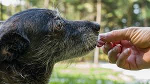 Seven ways you can ease the pain read more » 5 Awesome Supplements To Help Your Senior Dog With Arthritis Pain Dogtime