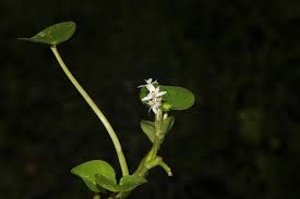 Image result for Heteranthera callifolia