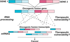 Fusion Transcripts Unexploited Vulnerabilities In Cancer Neckles 2020 Wires Rna Wiley Online Library