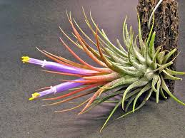 25 great air plants tillandsia spp