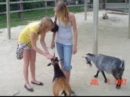 Image result for adults at a petting zoo