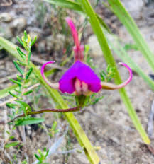 Image result for Disperis dicerochila