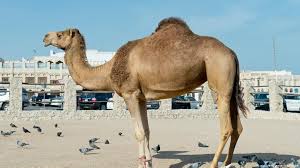The bactrian camel lives in central asia. What S The Difference Between A Camel And A Dromedary Global Ideas Dw 26 01 2015