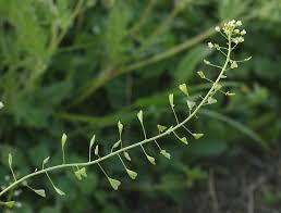 Image result for Capsella