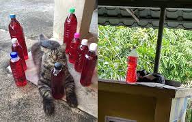 Contoh soalan matematik tambahan spm kertas 1. Petua Elak Kucing Berak Kencing Merata Tempat Tinggalkan Bau Busuk
