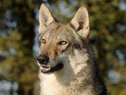 Voir plus d'idées sur le thème chien loup, chien, animaux. Chien Loup Tcheque Caractere Prix Alimentation Sante Fiche Race Chien