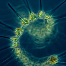 Check spelling or type a new query. Types Of Bacteria Microorganisms In Pond Water With Pictures Pond Informer